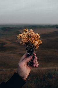 自然 花 空 手 写真