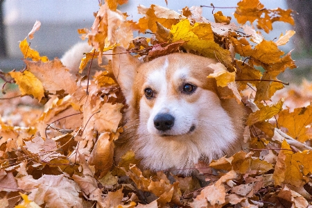 Natural plant dog branch Photo