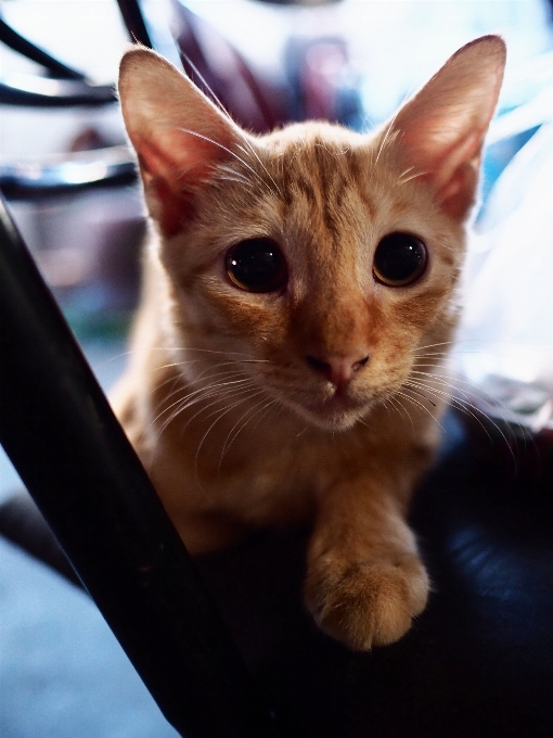 猫 食肉动物 猫科动物
 胡须