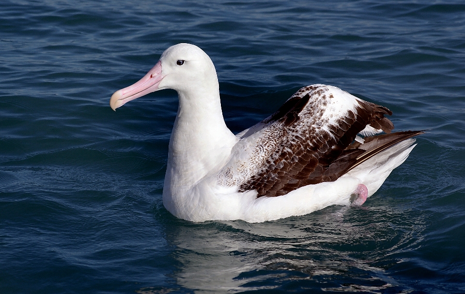 Water head bird vertebrate