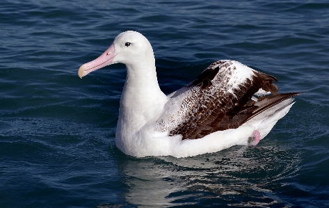 Water head bird vertebrate Photo