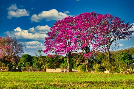 木 クラウド 空 植物 写真