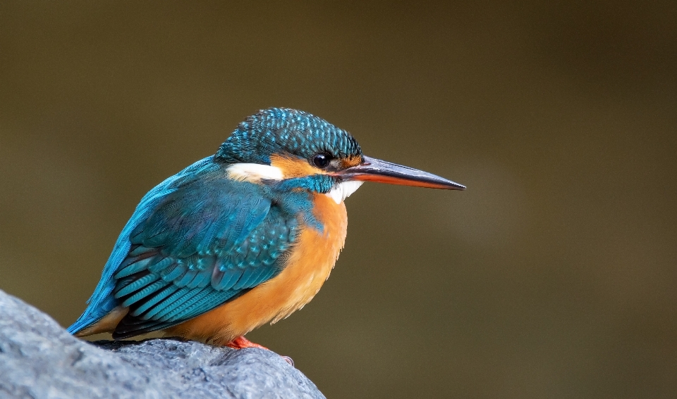 Animal beak bee eater bird