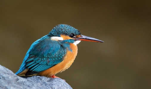 Animal beak bee eater bird Photo