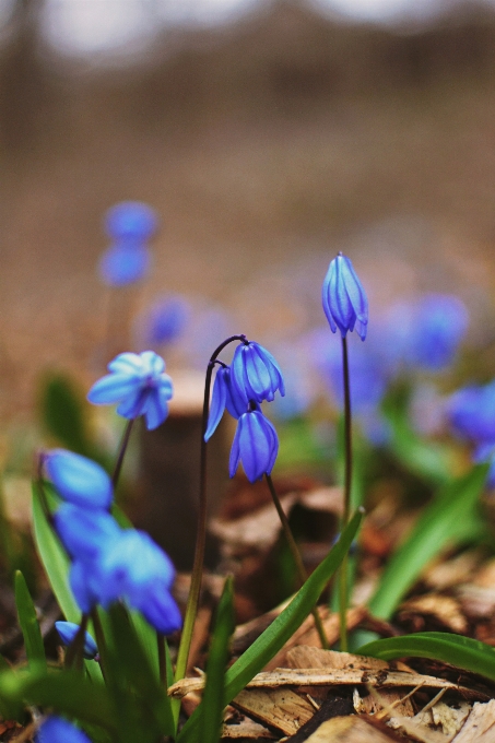 Natural flower plant botany