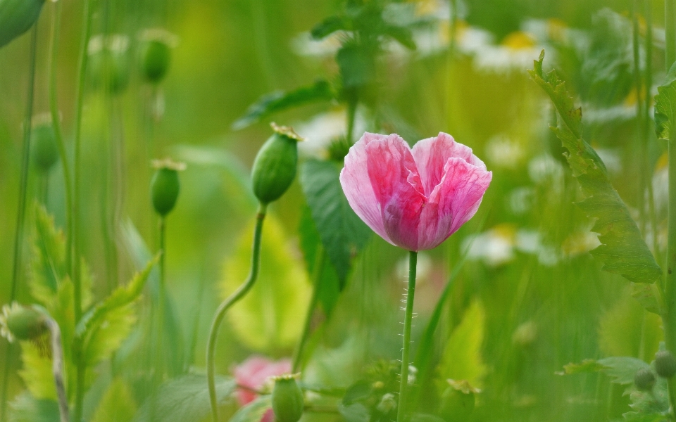 Flower plant botany petal