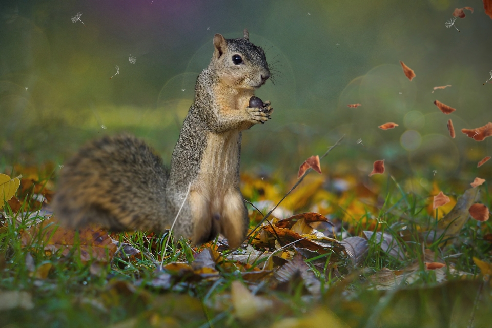 Tiere anlage organismus menschen in der natur
