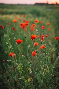 Flower plant community sky Photo