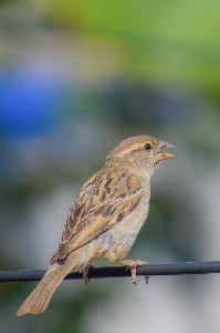 Bird beak twig feather Photo