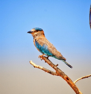 Bird sky roller beak Photo