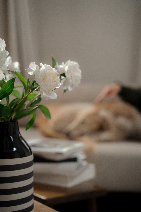 Gioco fiore pianta vaso di fiori