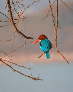 Animals bird beak twig Photo