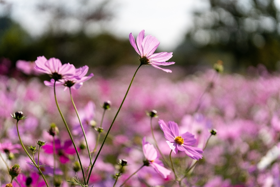 自然 花 植物 空