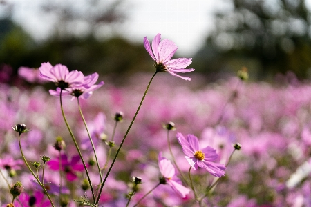 自然 花 植物 空 写真