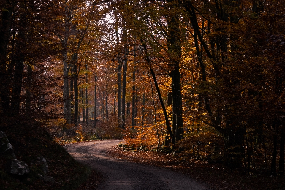 Natural plant nature landscape