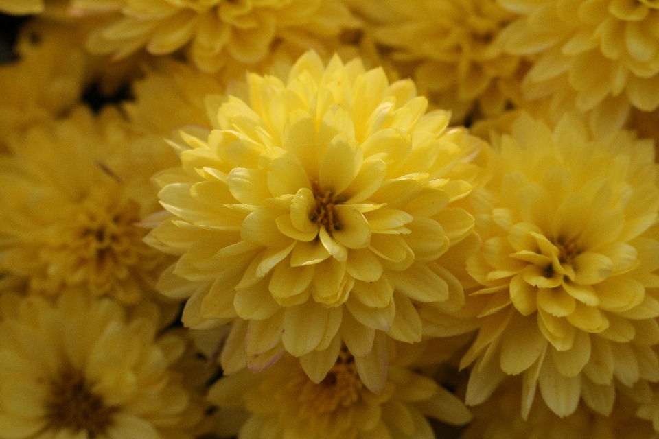 Naturel fleur usine pétale