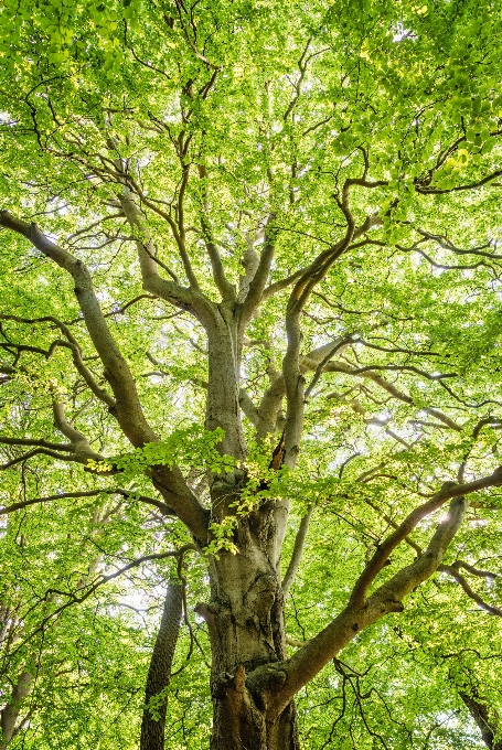 Naturale pianta ramo ramoscello