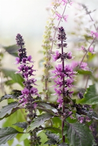 自然 花 植物 紫 写真