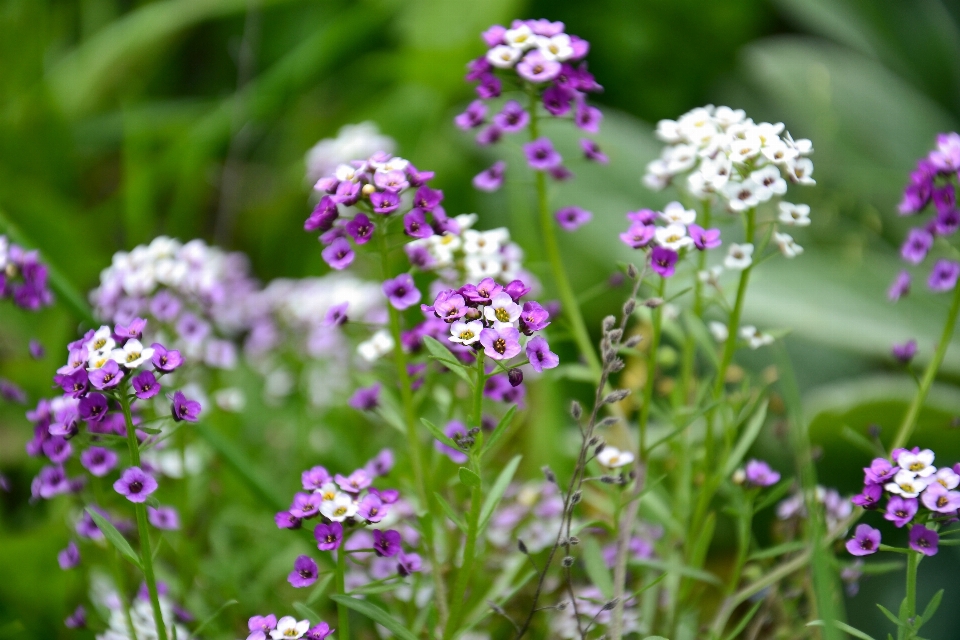 Naturalny kwiat zakład płatek