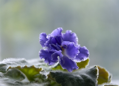 Natural flower plant purple Photo