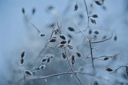 Natural plant branch twig Photo