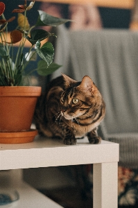 Photo Naturel usine chat pot de fleur