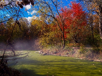 Natural plant nature landscape Photo