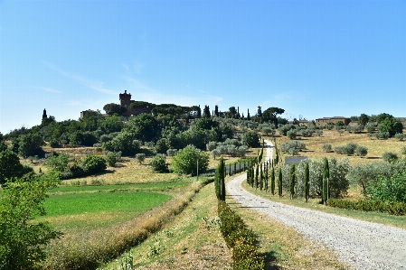 Italien sky plant tree Photo