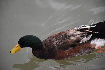 Wild duck water bird Photo