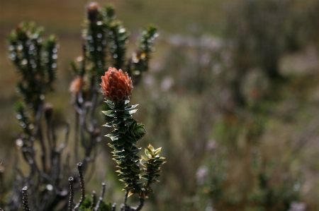 Foto Naturale fiore pianta terrestre
