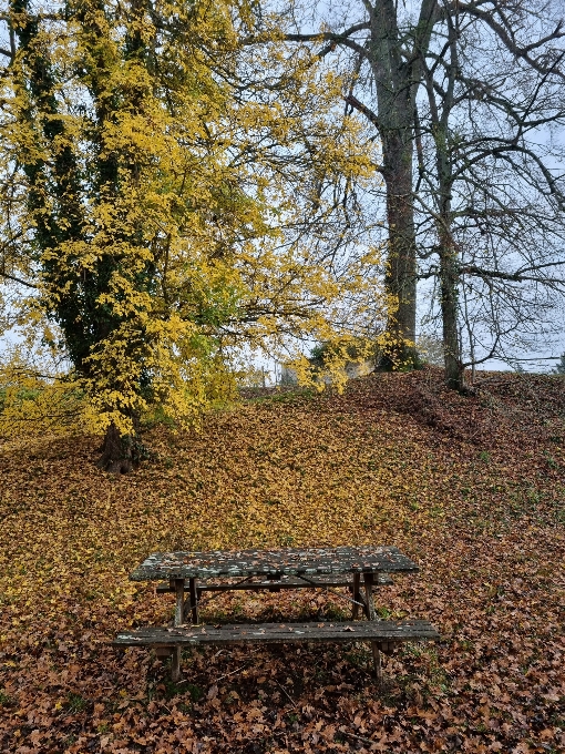 Bench table picnic autumn