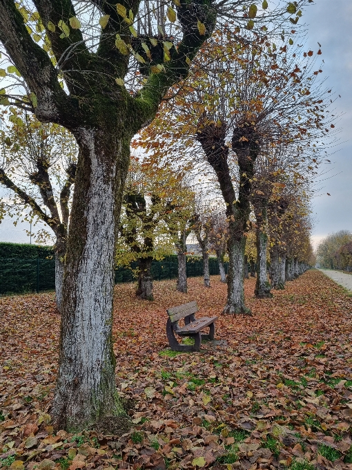 Bench autumn leaves trees