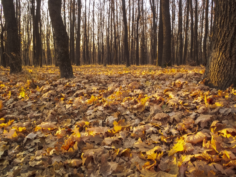 Herbst wald blätter landschaft