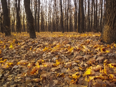 Photo Automne forêt feuilles paysage