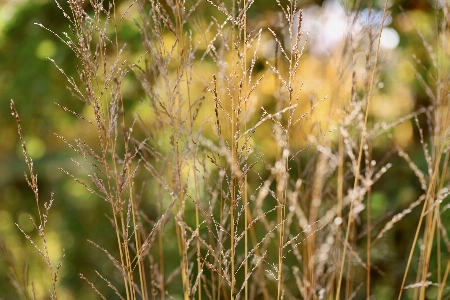 Natural plant twig terrestrial Photo