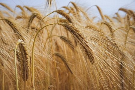 Natural plant sky khorasan wheat Photo