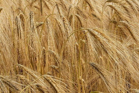 Natural plant khorasan wheat agriculture Photo