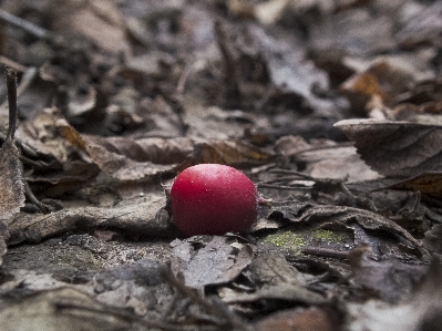 Hawthorn berry red autumn Photo