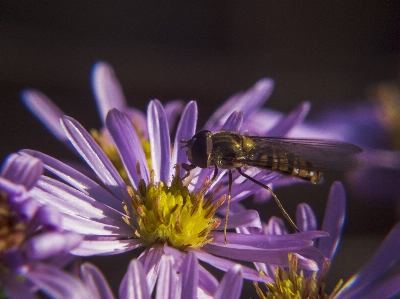 Photo Abeille fond d'écran insectes fleur