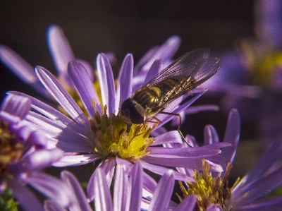 Bee wallpaper insects flower Photo