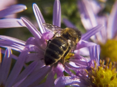 Photo Abeille fond d'écran insectes fleur