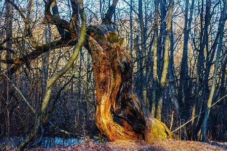 Images plant tree wood Photo