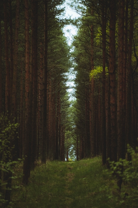 Natural plant ecoregion landscape