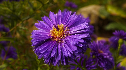 Natural plant flower purple Photo