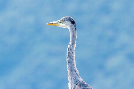 Birds airone chinaman bird Photo