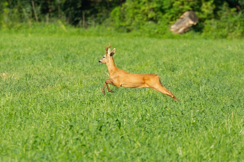 Naturel herbe carnivore usine