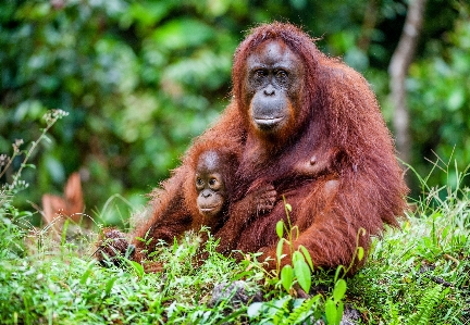 Monkey baby monkeys newborn Photo