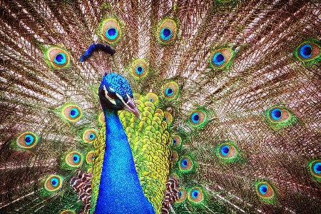 Pfau natur haar vogel Foto