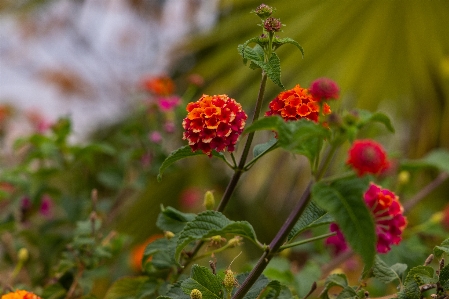 Blume anlage natürlichen umgebung
 botanik
 Foto