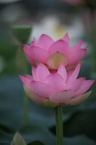 Flower plant lotus botany Photo